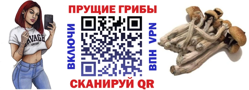 цена   Дрезна  Псилоцибиновые грибы GOLDEN TEACHER 